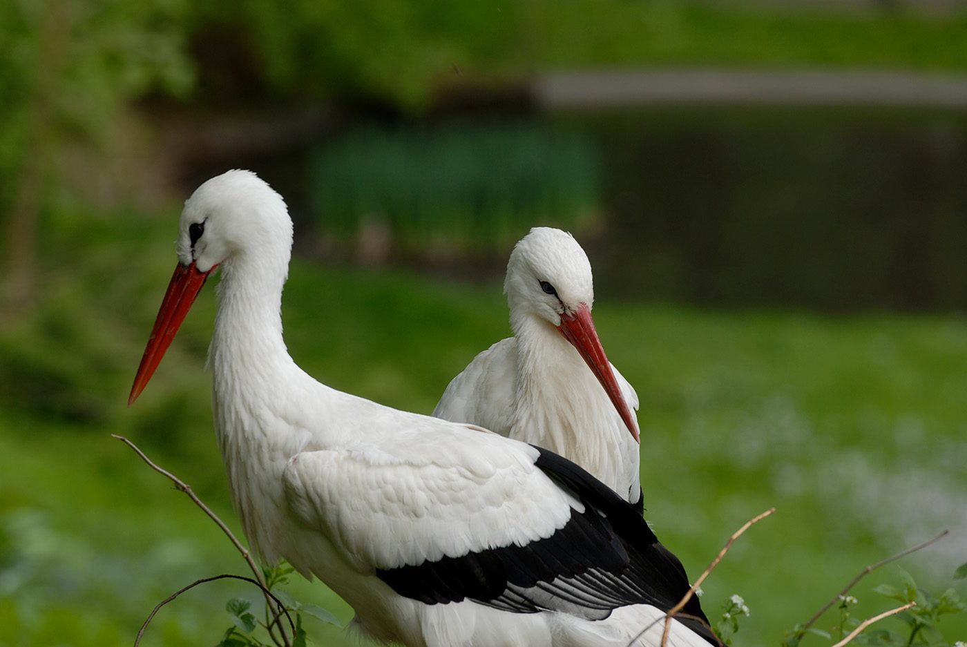 Odnowiona wystawa o bocianach wraca do Zoo Görlitz-Zgorzelec